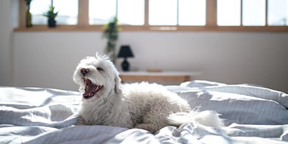 a dog yawning while resting on a bed