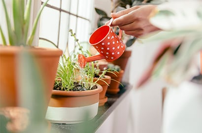 Introduce an indoor plant that also acts as a natural air purifier.