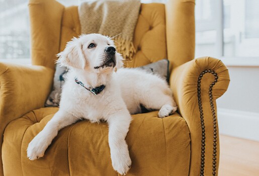 In the event a wildfire affects your outdoor air, take these steps to keep the whole family—including pets—safer.