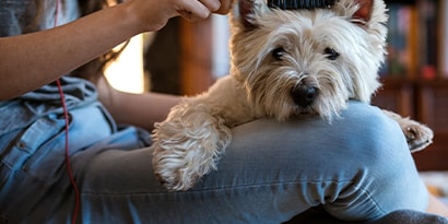 A small dog being brushed on it’s owners lap