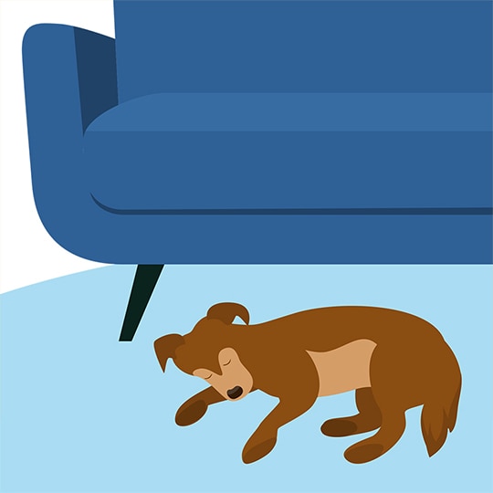 Some of the strongest tools to eliminate pet odor may already live in your kitchen pantry. Baking soda is a natural odor-absorber. Sprinkle the powder over carpets, rugs and furniture, let it sit overnight and vacuum it up the next day.