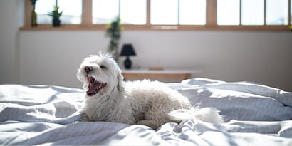 White fluffy dog sitting on bed