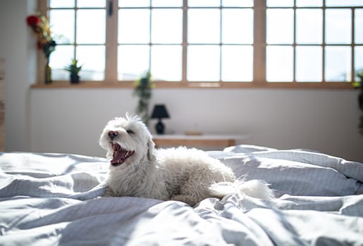 Learn how to protect your pets from polluted outdoor air, and what to do when there’s an air quality alert in your city.
