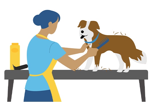 Developing a regular grooming schedule for your pet is key, such as setting up an appointment with a professional pet groomer every four to six weeks.