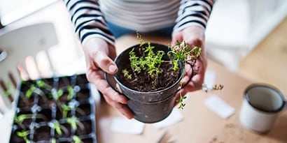 Person holding a potted plant