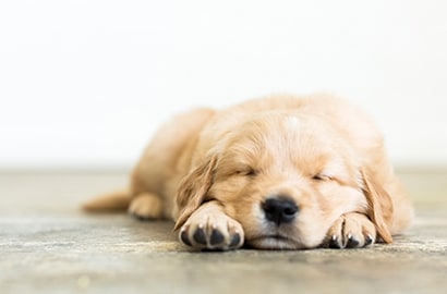 Get proactive and prep for the impending dirt and dander that comes with owning a pet.