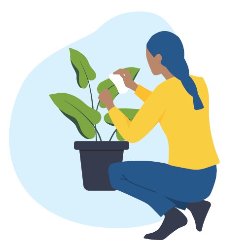 An illustration of a person wiping down house plant leaves.