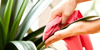Try to dust once a week to avoid particle buildup. Close up of a hand dusting a leaf with a cloth.
