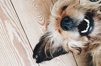Surprising pet allergy facts