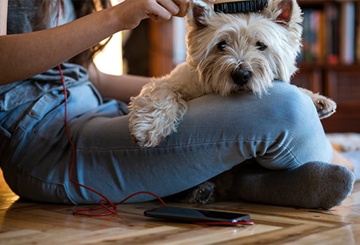 Shedding season isn’t just limited to early summer. Dogs shed their warm-weather fur to make room for winter coats—coats that can lower your indoor air quality. Here’s how to get cleaner indoor air when brushing pets outside isn’t an option.