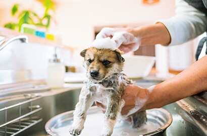 Bathing your pets monthly is an effective way to reduce allergens in your home that impact your indoor air quality. .