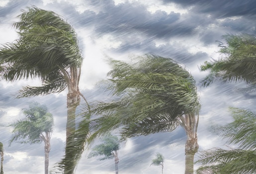 Palm trees during a severe storm, grey clouds and heavy rain in the background.