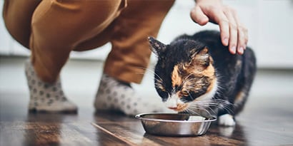 a cat being pet while it eats out of a dish