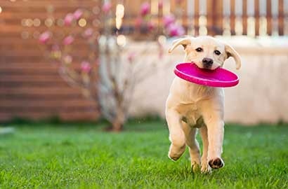 Summer safety tips and care for your pets.