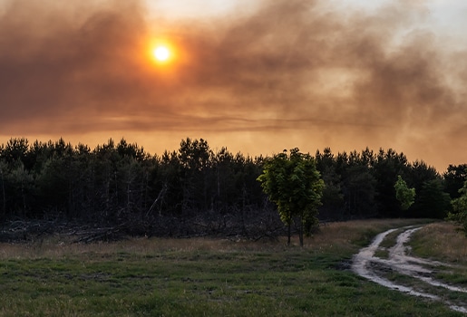 Sunset over a forest with smoke-filled sky, dirt path winding through grassy landscape.