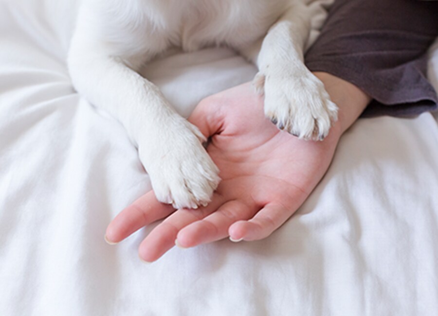 Hand of Owner With Dog On Bed At Home
