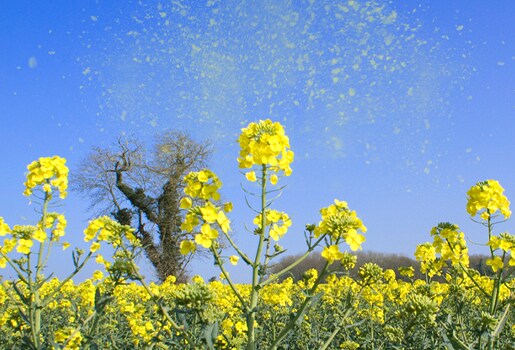 Yellow flowers in a field under a clear blue sky with a bare tree in the background.