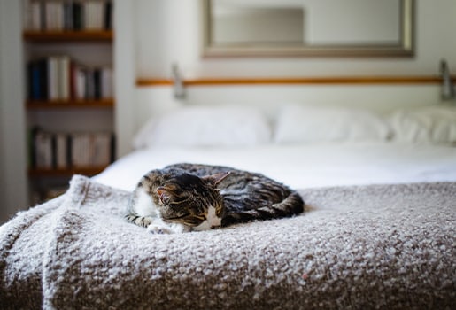 Whether you’re buying or renting, dealing with pet odors left from someone else’s furry friend is no fun—especially if you’re sensitive to pet allergens. Read this advice for cleaning your air up after a previous owner or tenant.