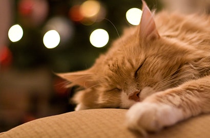 Sleeping Cat