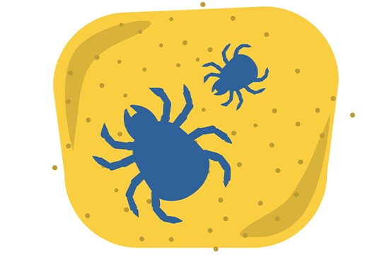 Dust mites are tiny spider-like animals that live everywhere we do.
