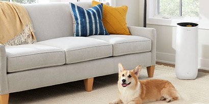 Corgi sitting on the floor next to a Filtrete™ Smart Air Purifier