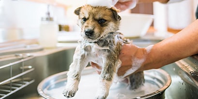 a puppy being bathed, with bubbles on his head