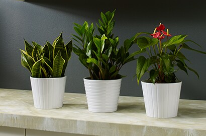 Certain houseplants can reduce toxins