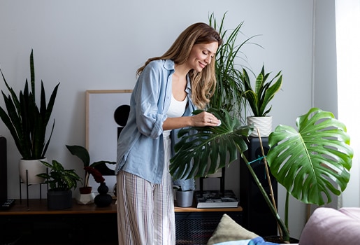 Learn how to tackle plant pests and maintain your greenery for better indoor air. Woman wiping down plant leaves.