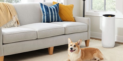 a Corgi sitting in a living room next to a Filtrete Smart Air Purifier