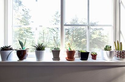 Indoor Plants