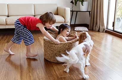 It’s not pet fur or hair that people are allergic to, but rather the dander, or proteins found in animals’ shed skin.