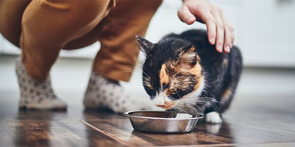 A calico cat eating from a metal bowl on a wooden floor while a person gently pets it.
