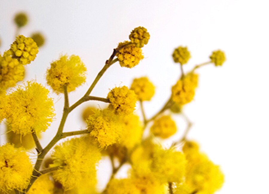 Detail shot of yellow flowers
